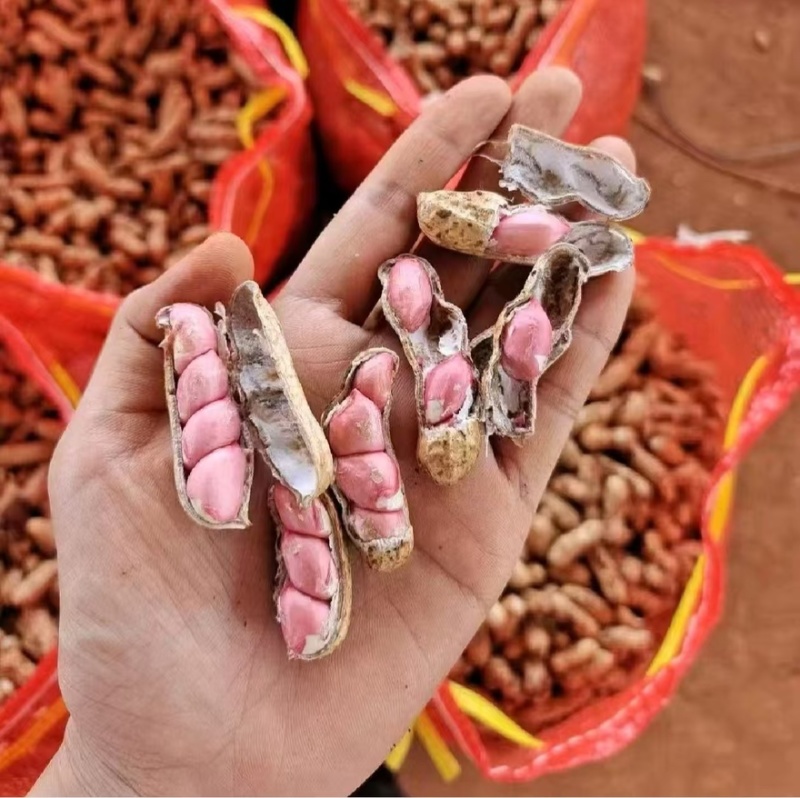 广东鲜花生四粒红现摘现发红衣花生