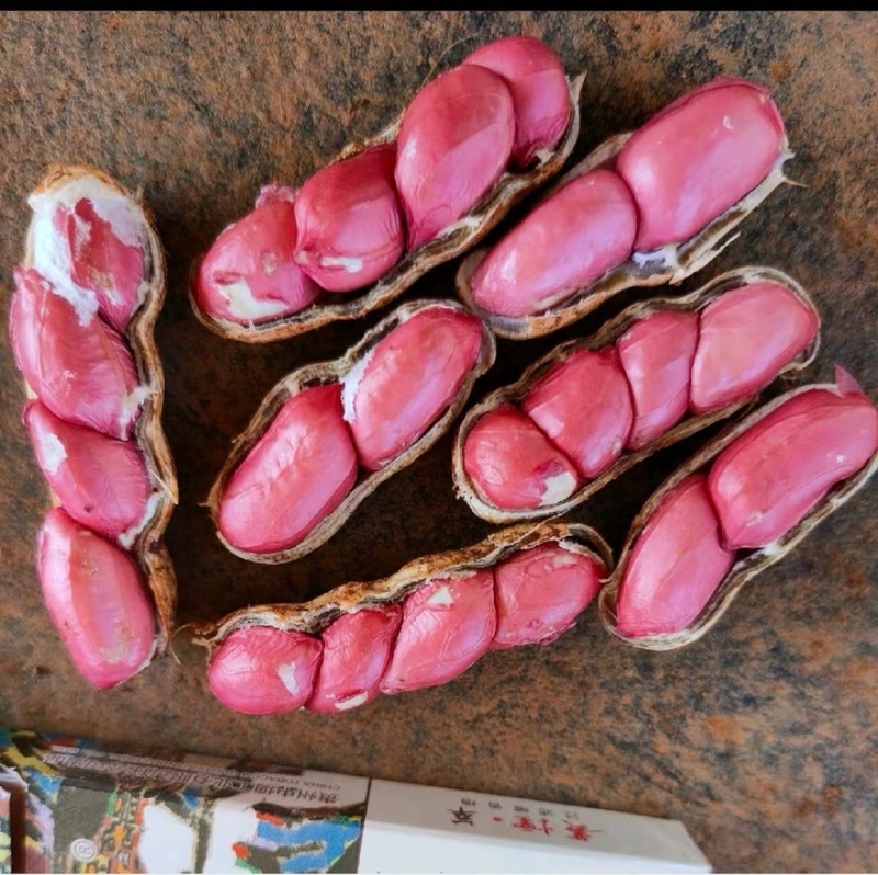 广东鲜花生四粒红现摘现发红衣花生