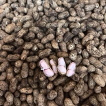 广东鲜花生白沙两粒市场货厂豆大量有货