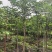 秋枫2-5公分全冠基地大量出售