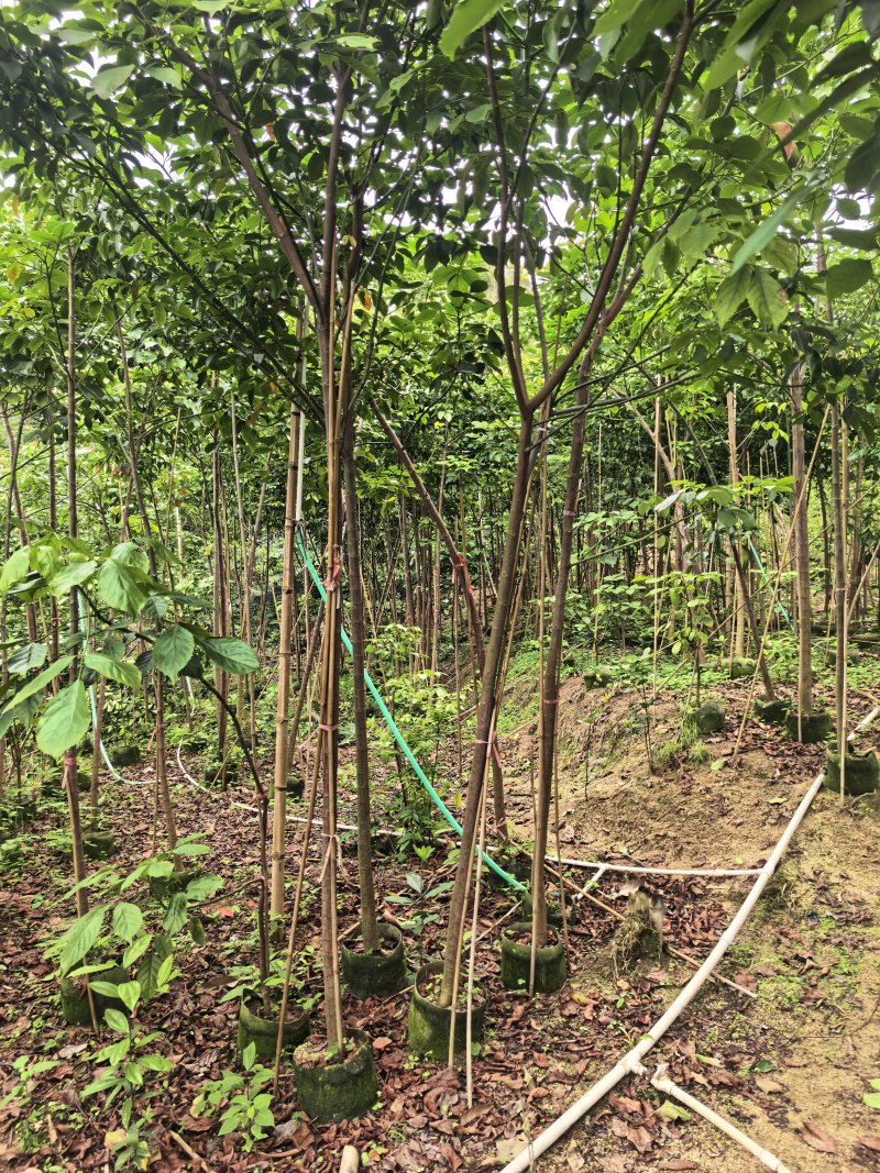 秋枫2-5公分全冠基地大量出售