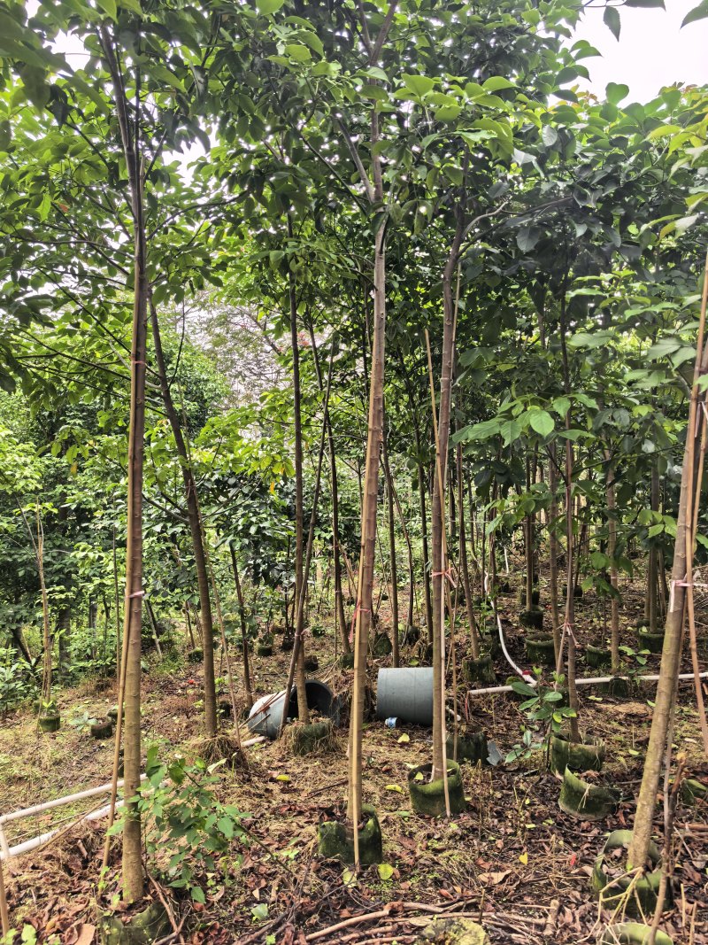 秋枫2-5公分全冠基地大量出售