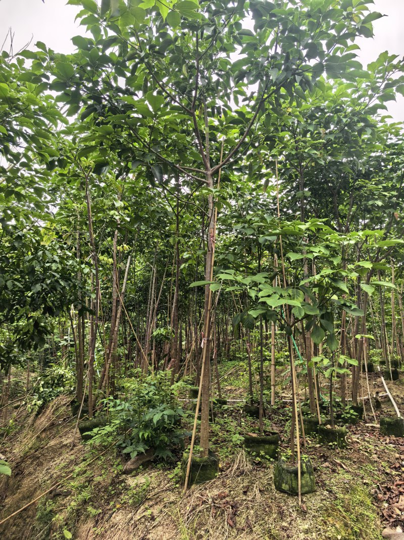 秋枫2-5公分全冠基地大量出售