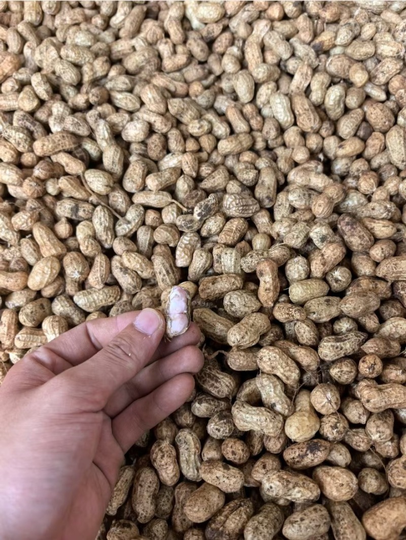 广东鲜花生白沙两粒市场货厂豆大量有货