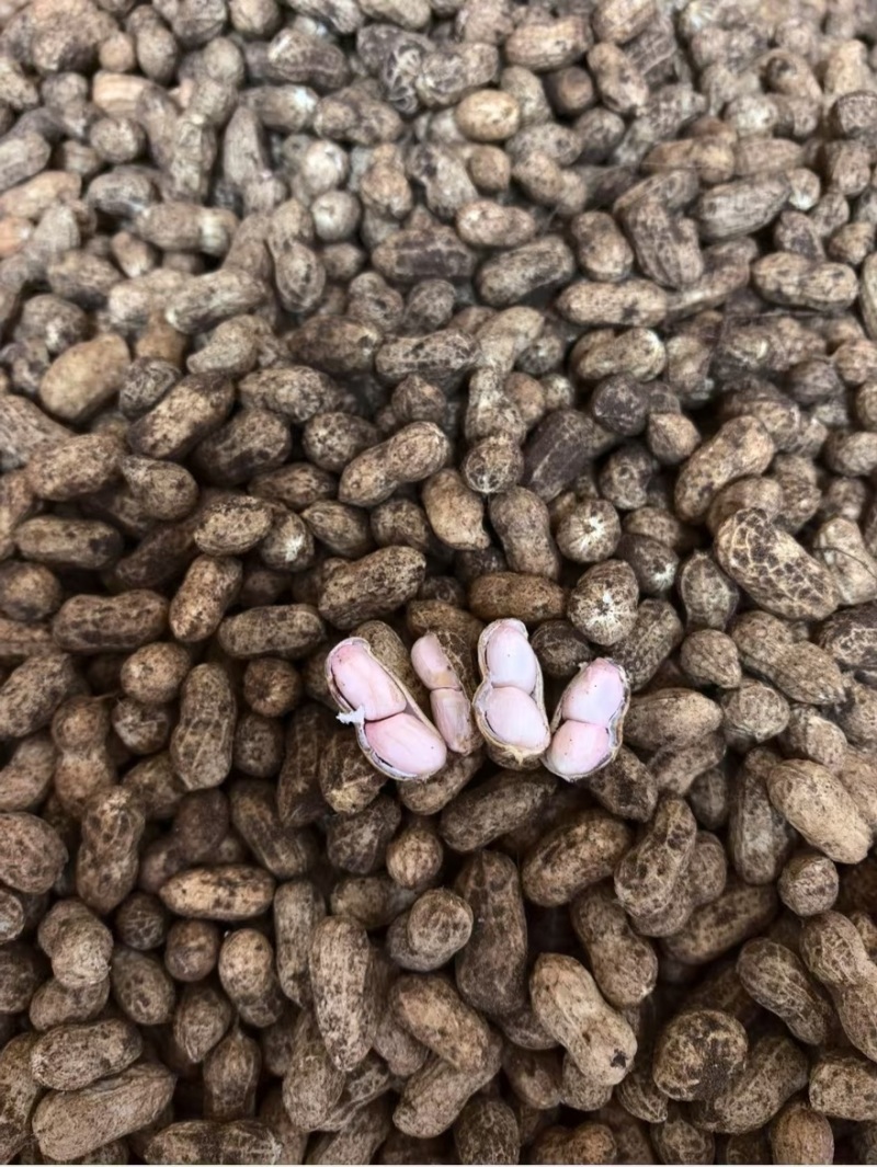 广东鲜花生白沙两粒市场货厂豆大量有货