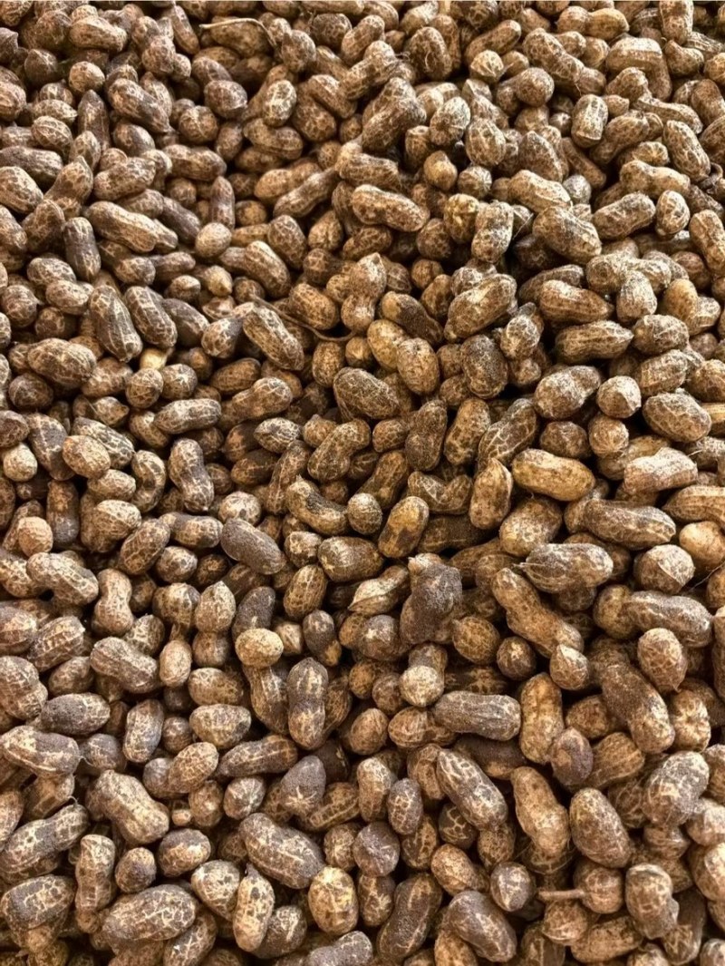 广东鲜花生白沙两粒市场货厂豆大量有货
