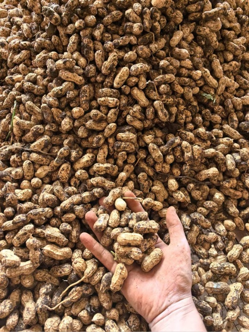 广东鲜花生白沙两粒市场货厂豆大量有货