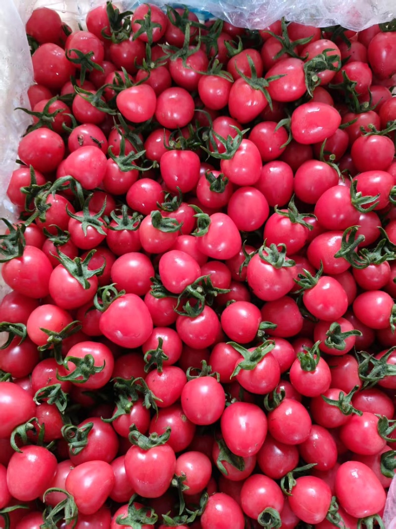 千禧圣女果大量现货供应中产地一手货源可全国发货
