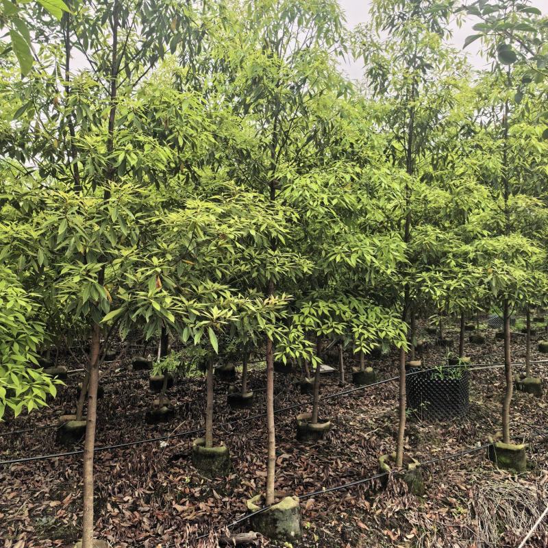 金丝楠木3-4公分自家基地直销