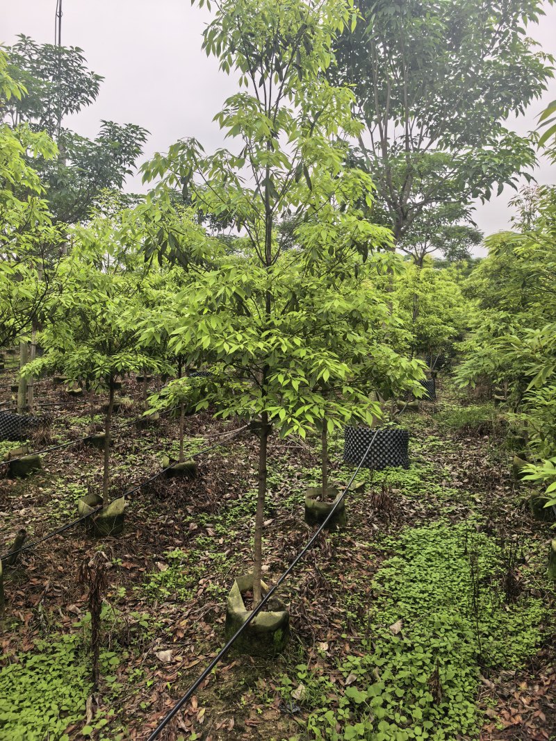 金丝楠木3-4公分自家基地直销