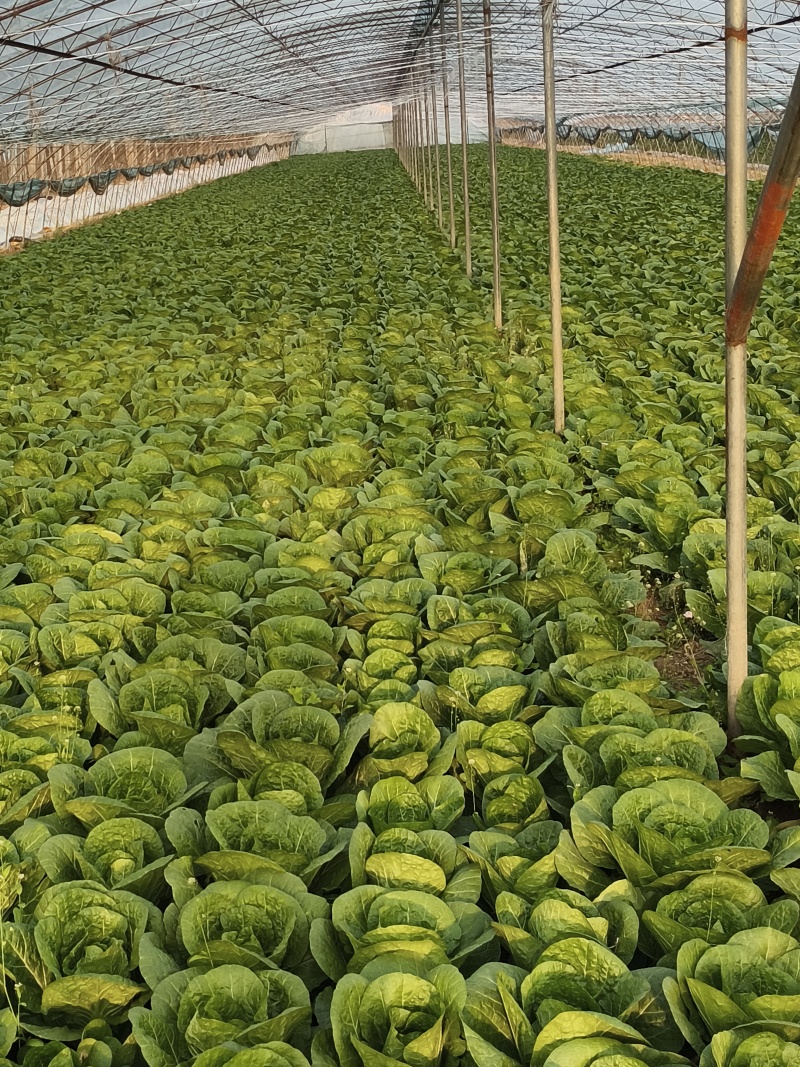 找收购娃娃菜的，大量收购！