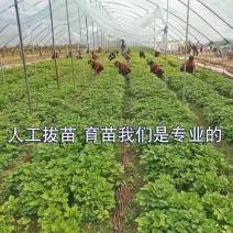 脱毒红薯苗包成活免费技术指导，产地批发价格低基地供货