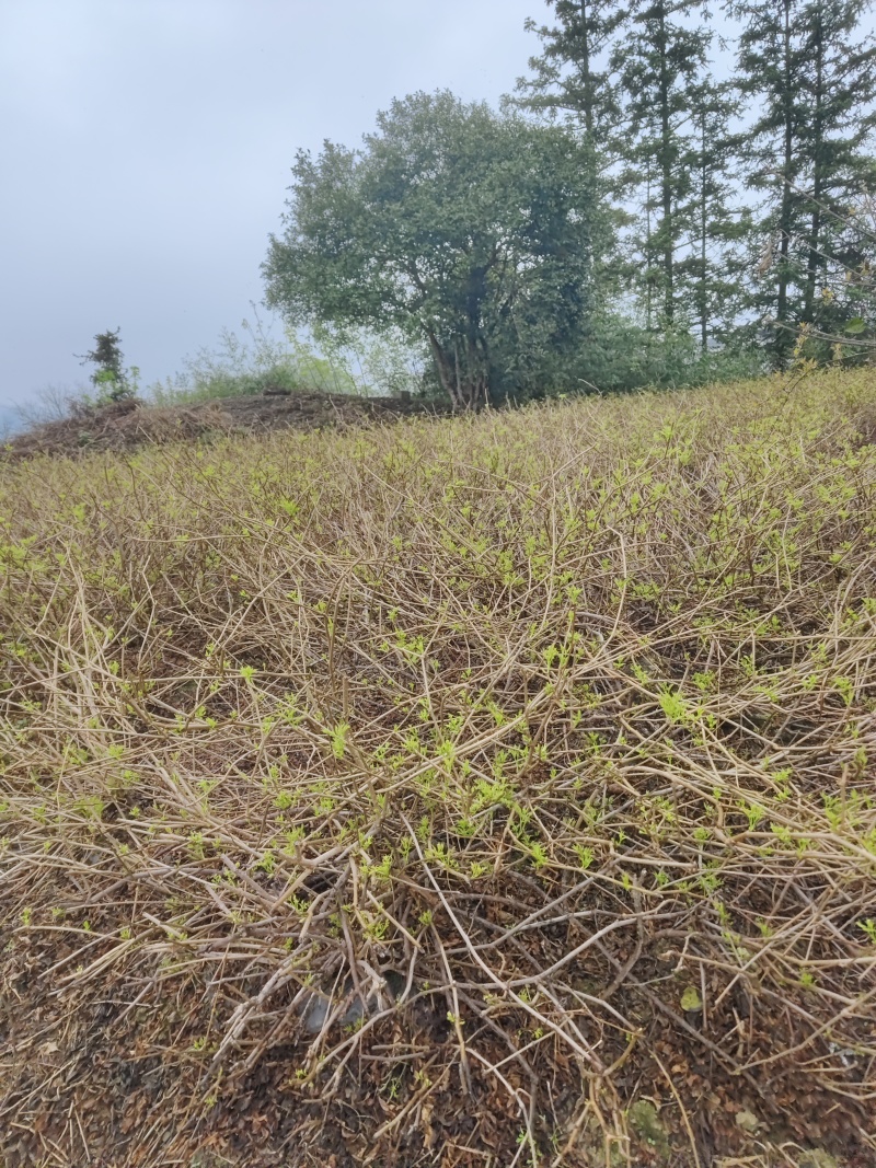 湘西莓茶