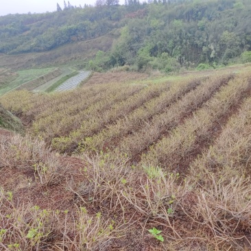湘西莓茶