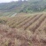 湘西莓茶