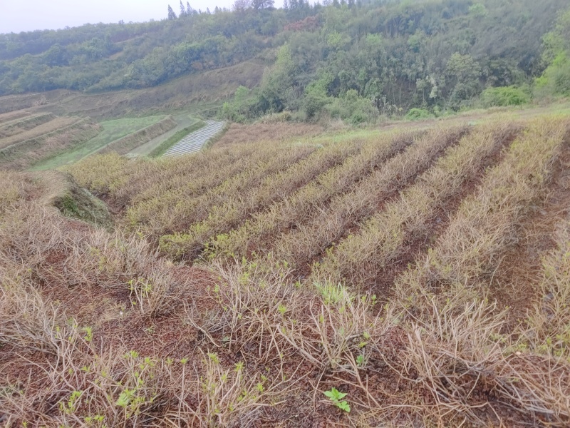 湘西莓茶