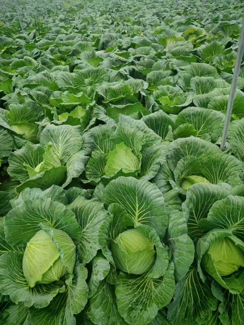 包菜等各类蔬菜