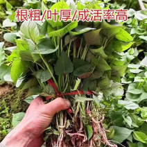 红薯苗济薯25、26冷棚繁育，苗子粗壮易成活各品种都有