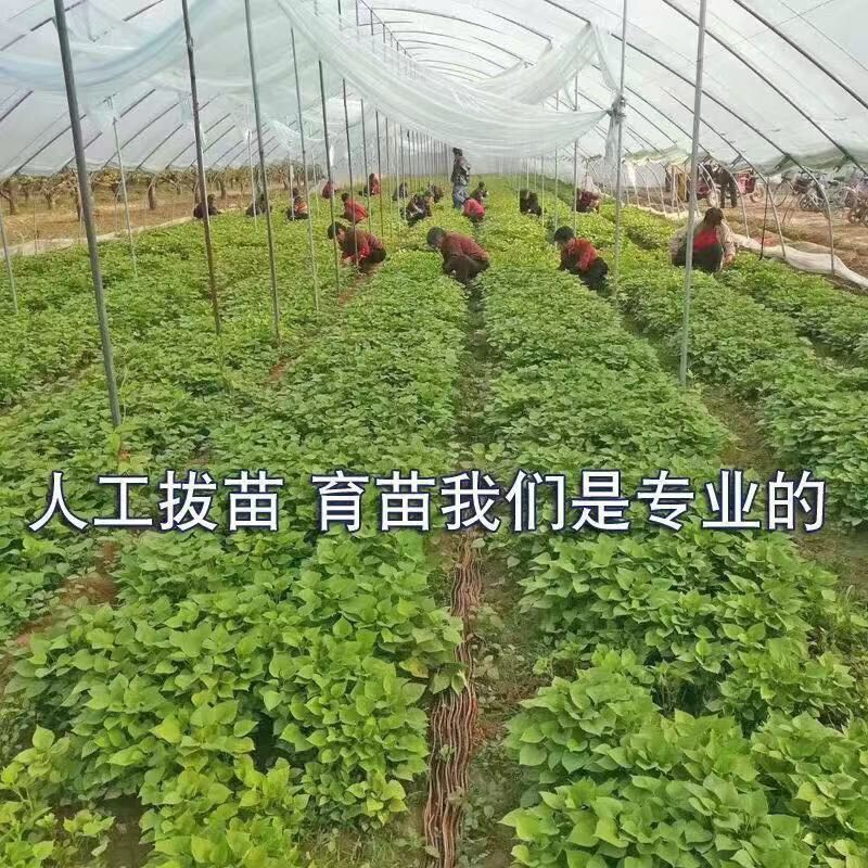 红薯苗济薯25、26冷棚繁育，苗子粗壮易成活各品种都有
