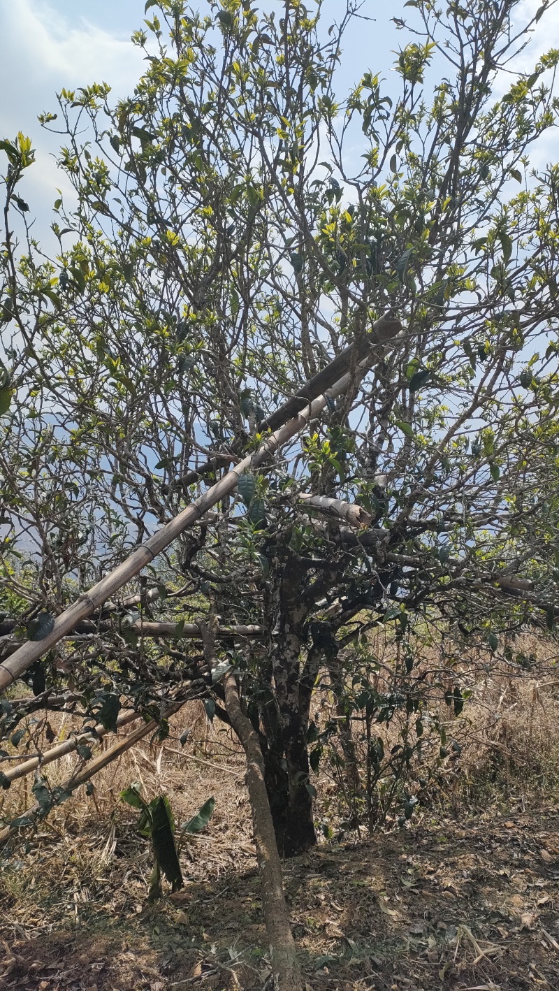 云南普洱古树生普