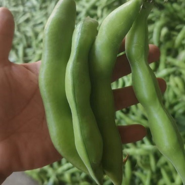 安徽精品大板蚕豆大量上市，欢迎各位老板来订货