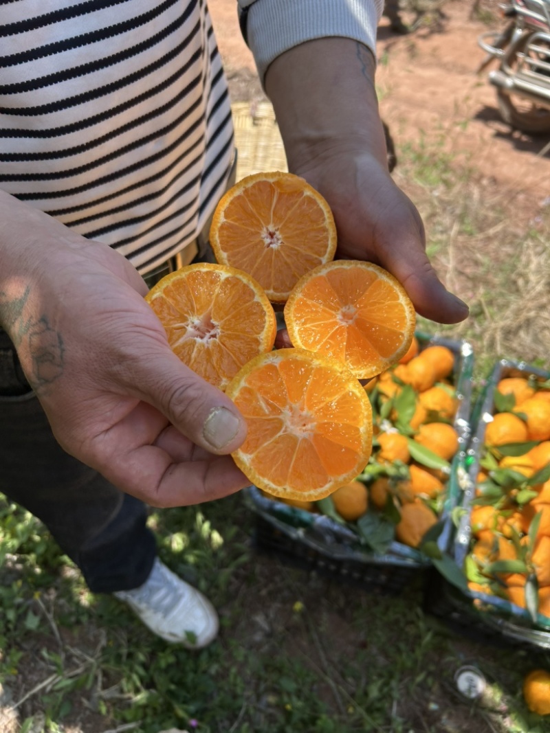 黄果柑毛毛钱