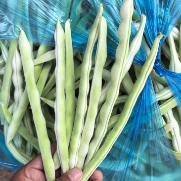 产地直发精品芸豆
