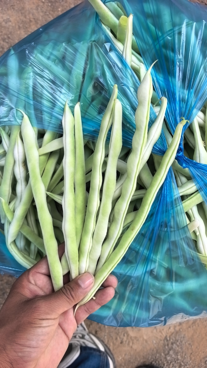 产地直发精品芸豆