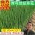 优质水葱杯苗水葱基地保质保量发货货损补发