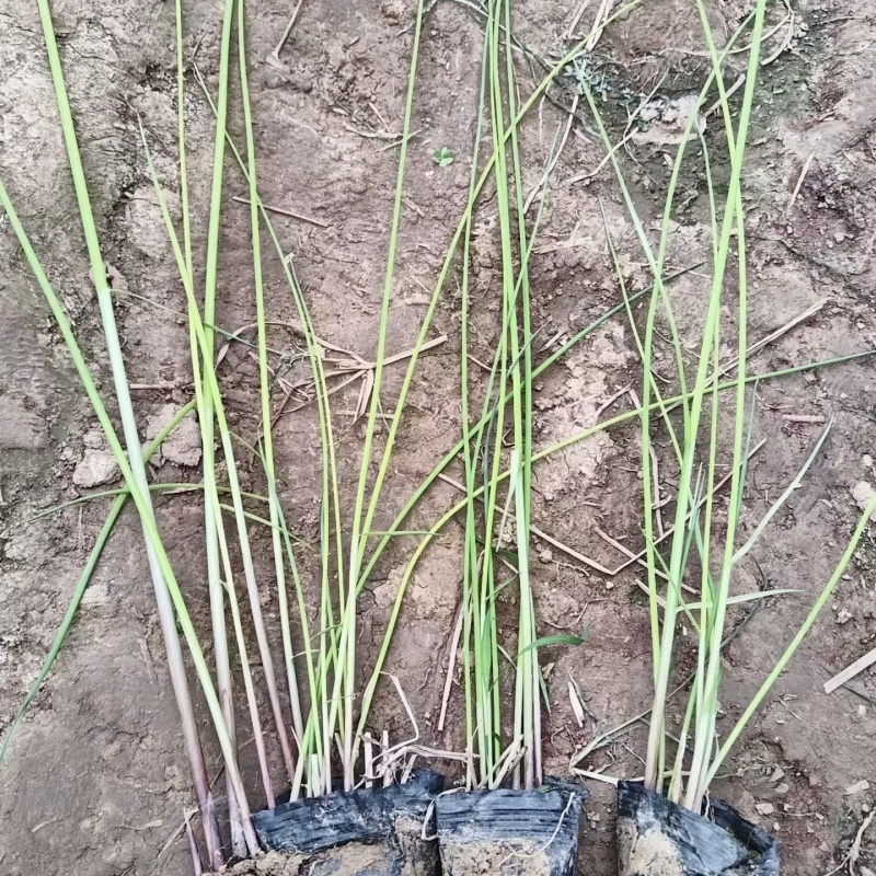 优质水葱杯苗水葱基地保质保量发货货损补发