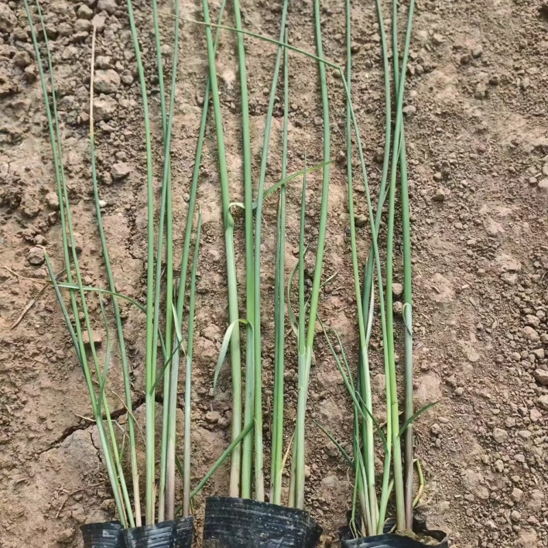 优质水葱杯苗水葱基地保质保量发货货损补发