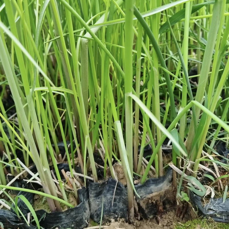优质水葱杯苗水葱基地保质保量发货货损补发