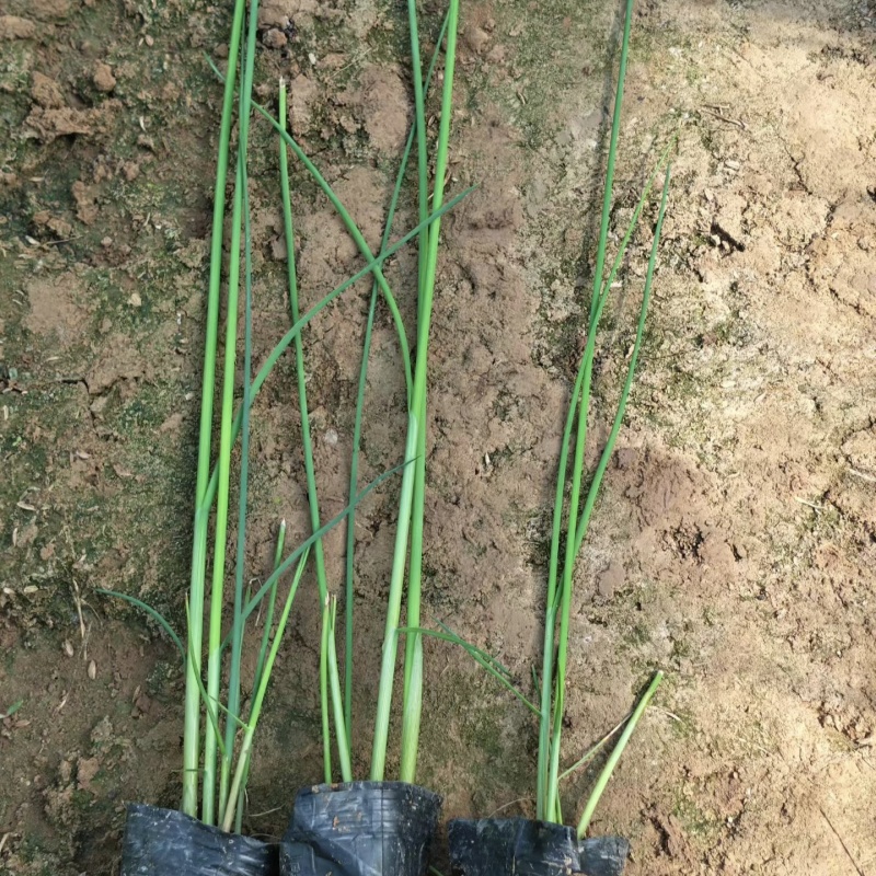 优质水葱杯苗水葱基地保质保量发货货损补发