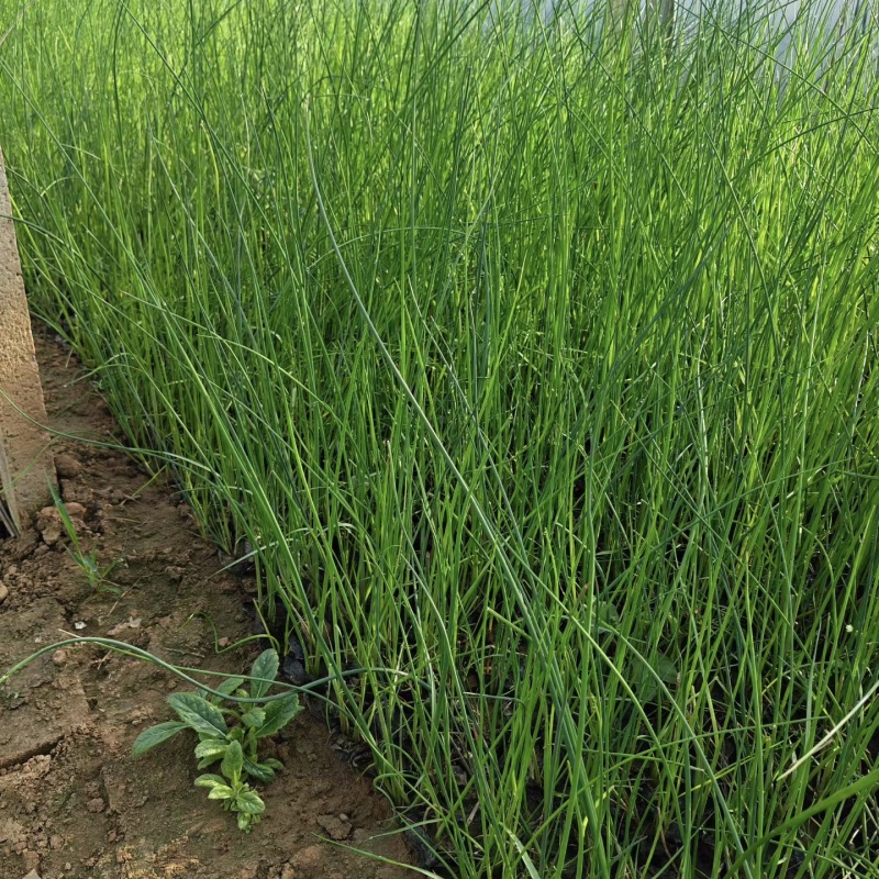 优质水葱杯苗水葱基地保质保量发货货损补发