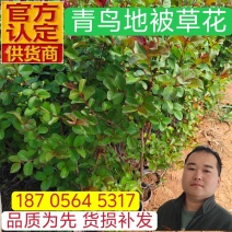 天鹅绒紫薇杯苗紫薇容器苗产地直发保质保量一手货源