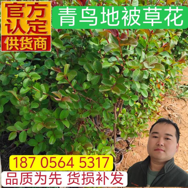 天鹅绒紫薇杯苗紫薇容器苗产地直发保质保量一手货源