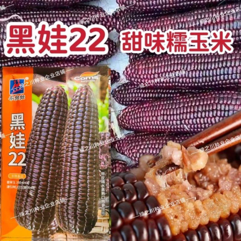 黑娃22玉米种子甜味糯黑玉米种籽非转鲜食甜糯玉米种籽北方