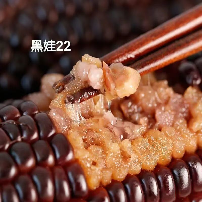 黑娃22玉米种子甜味糯黑玉米种籽非转鲜食甜糯玉米种籽北方