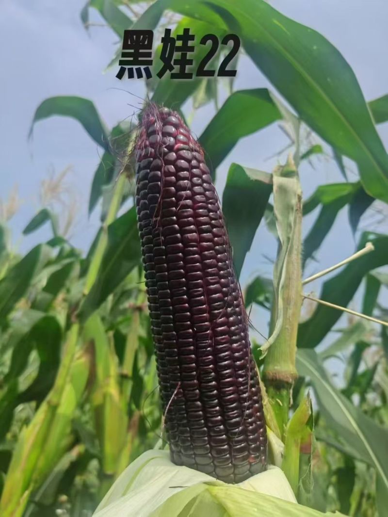 黑娃22玉米种子甜味糯黑玉米种籽非转鲜食甜糯玉米种籽北方