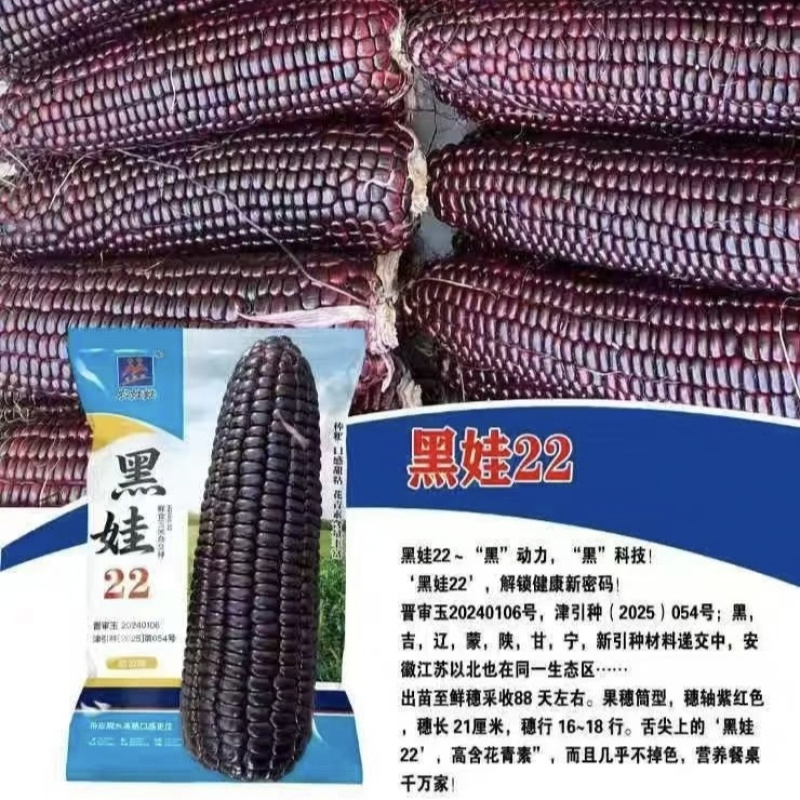 黑娃22玉米种子甜味糯黑玉米种籽非转鲜食甜糯玉米种籽北方