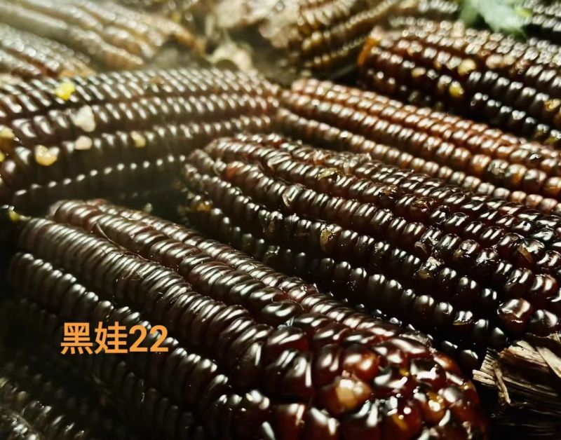 黑娃22玉米种子甜味糯黑玉米种籽非转鲜食甜糯玉米种籽北方