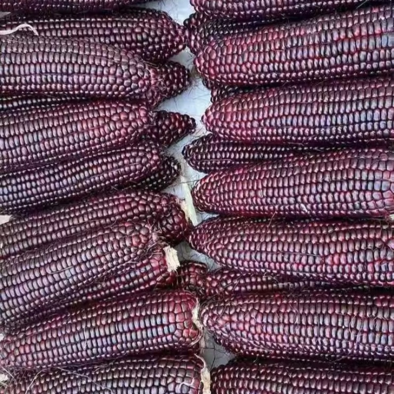 黑娃22玉米种子甜味糯黑玉米种籽非转鲜食甜糯玉米种籽北方