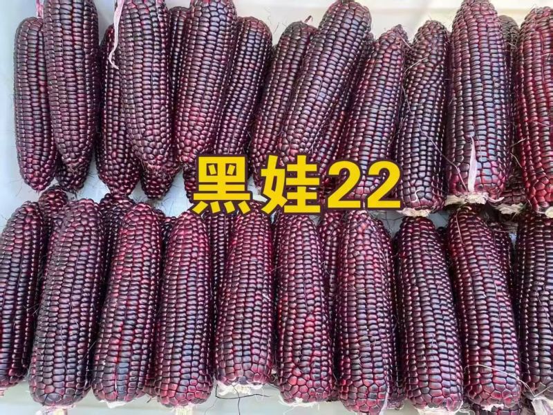 黑娃22玉米种子甜味糯黑玉米种籽非转鲜食甜糯玉米种籽北方