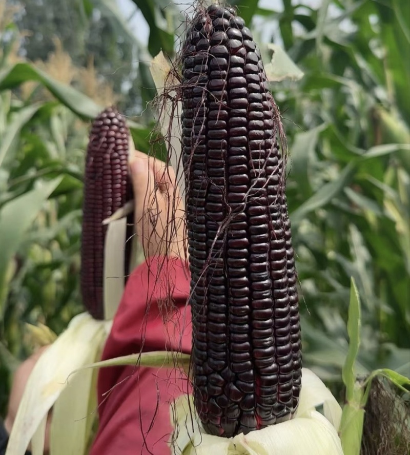 黑娃22玉米种子甜味糯黑玉米种籽非转鲜食甜糯玉米种籽北方