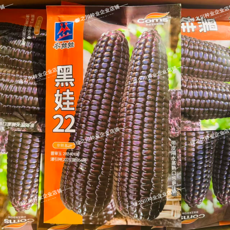 黑娃22玉米种子甜味糯黑玉米种籽非转鲜食甜糯玉米种籽北方
