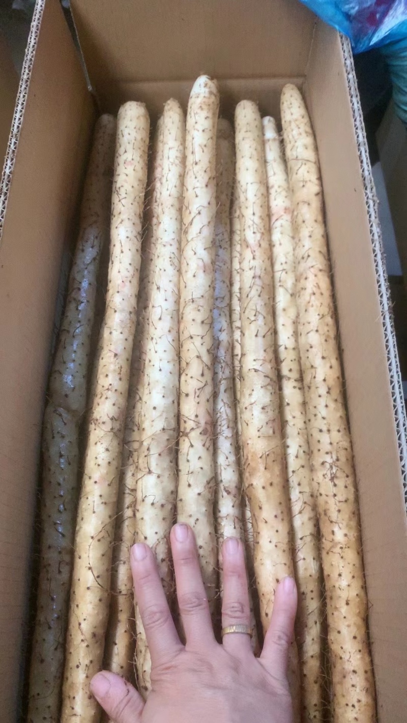 双棒山药，铁棍山药，紫药，小白嘴山药，产地直供，全国发货