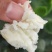 双棒山药，铁棍山药，紫药，小白嘴山药，产地直供，全国发货