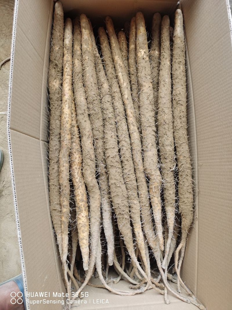 双棒山药，铁棍山药，紫药，小白嘴山药，产地直供，全国发货