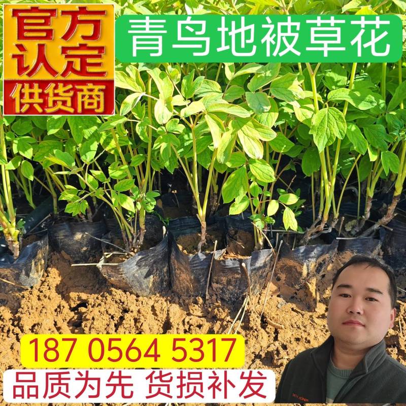 绿化用牡丹杯苗容器苗牡丹基地绿化牡丹基地产地直发保质保量