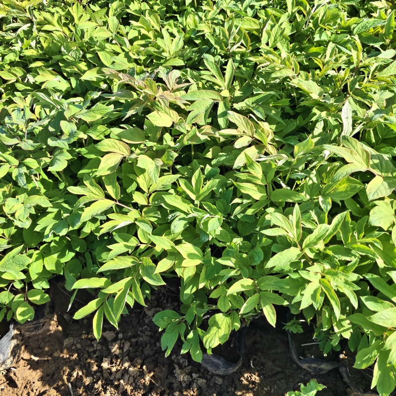 绿化用牡丹杯苗容器苗牡丹基地绿化牡丹基地产地直发保质保量